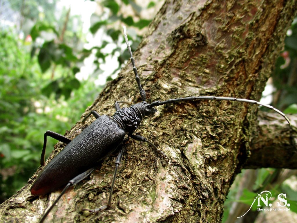 Capricorn Insect The great capricorn beetle – VisitBotevgrad.com